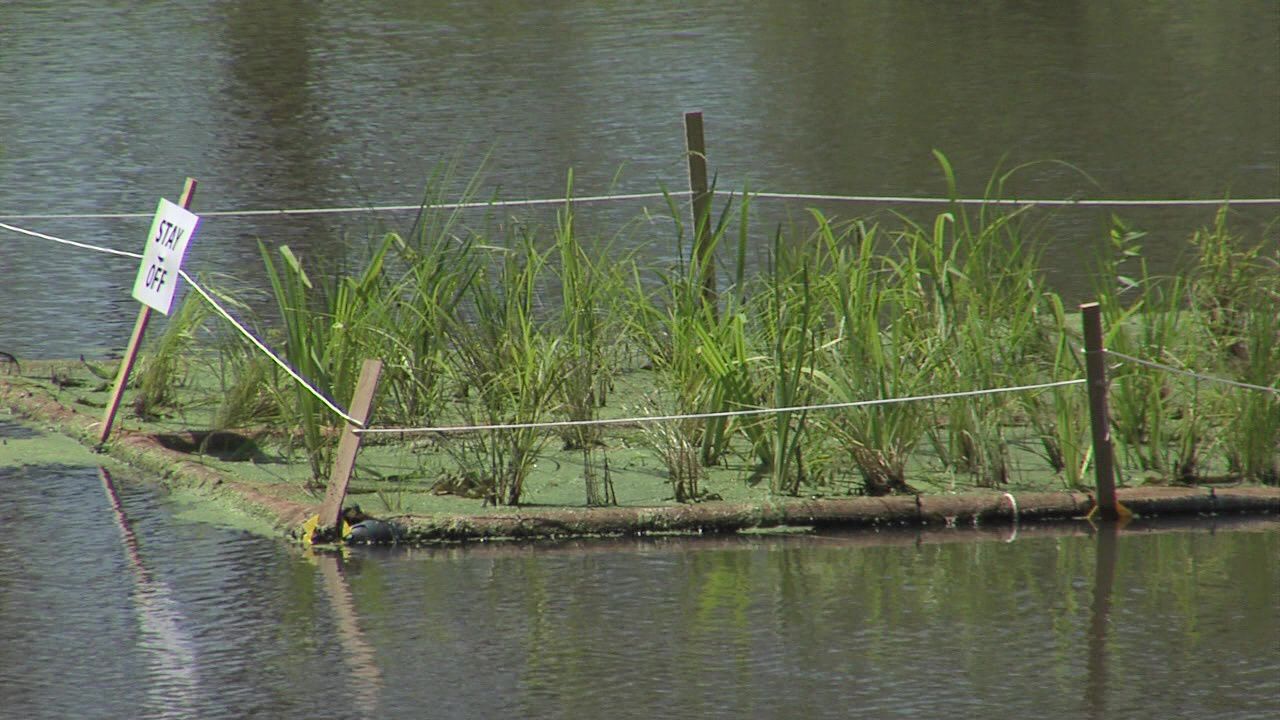Floating Wetlands helping Faurot ponds get healthy2.jpg